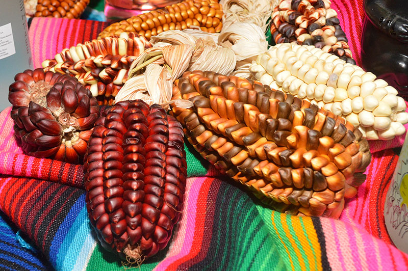 Algunas de las variedades de maíz traídas de Perú