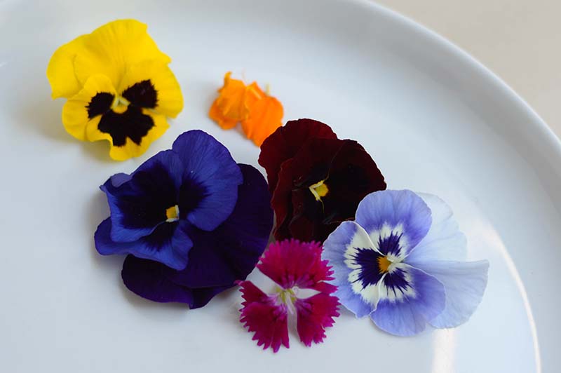 Piden precaución con las flores comestibles – El Omnivoro