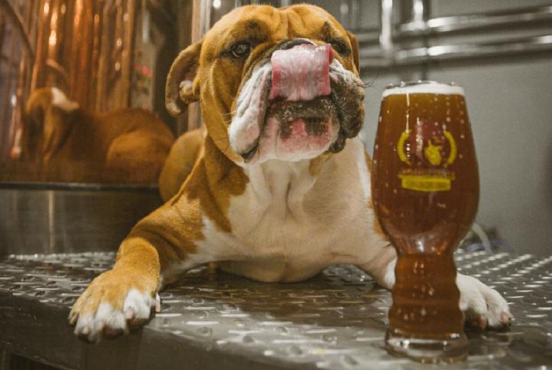 Es es Tapital, el bull dog inglés, mascota de la cervecería Simón Dice.